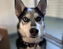 Max – Husky – 4yrs – Male (RESERVED)