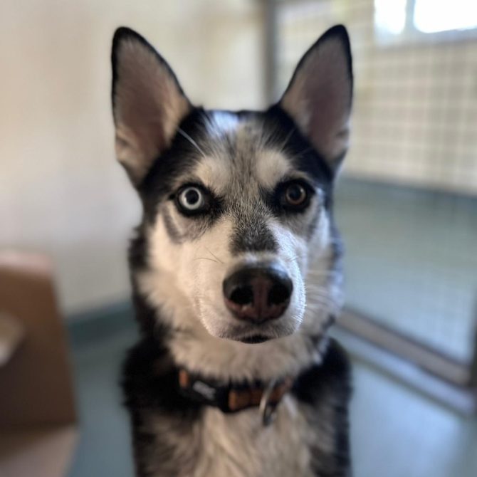 Max – Husky – 4yrs – Male (RESERVED)