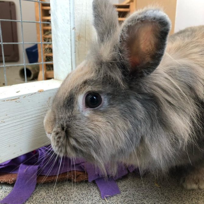 Twitch – 2yrs – Female