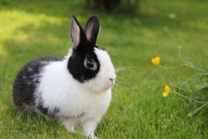 Rabbits for Rehoming