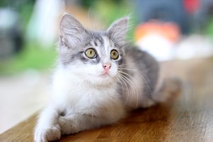 Cats for Rehoming